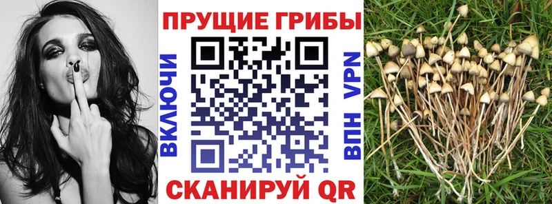 Галлюциногенные грибы Cubensis blacksprut как войти Бокситогорск хочу наркоту